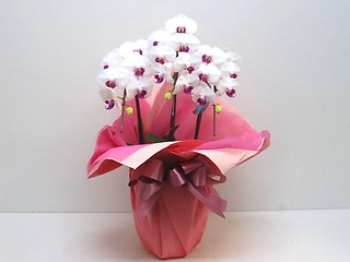 珍しい紅白色の上品な胡蝶蘭