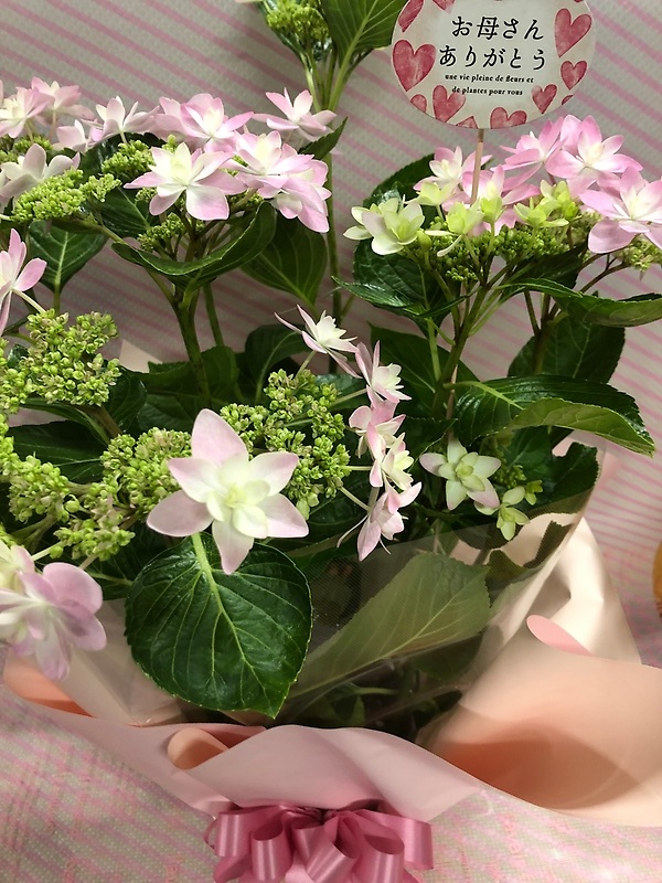 紫陽花の鉢｜お花屋さん「りとるぱいん」の母の日のお花
