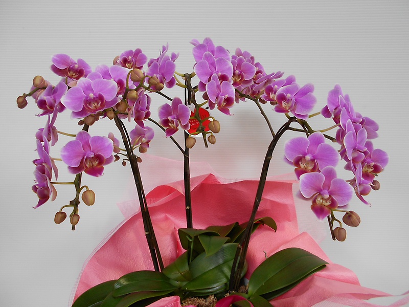 ピンクの小さな胡蝶蘭｜お花屋さん「株式会社 静清フラワー」の母の日のお花