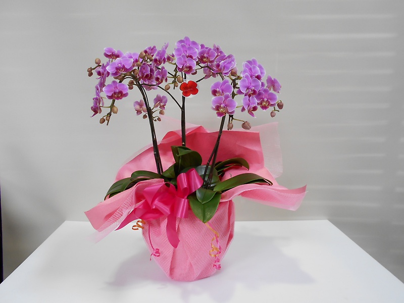 ピンクの小さな胡蝶蘭｜お花屋さん「株式会社 静清フラワー」の母の日のお花