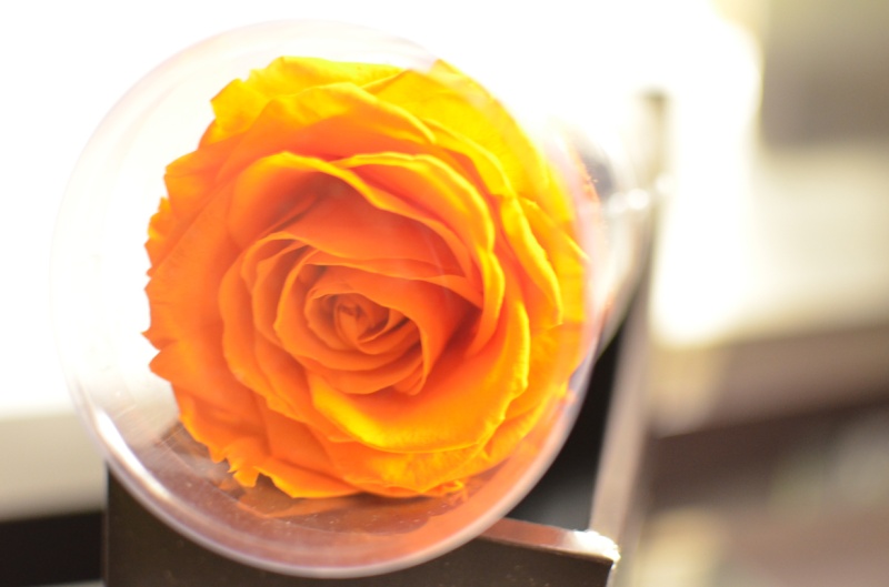 プリザローズ 一本薔薇 タンジェリンオレンジ 風遊花 イーフローラ フラワーギフトや花の宅配 送料無料も多数