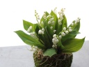 Muguet Moss Ball