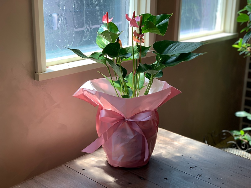 港区の花屋BIANCAのアンスリウムピンク｜お花屋さん「ｆｌｏｗｅｒ ｓｈｏｐ ＢＩＡＮＣＡ」の母の日のお花