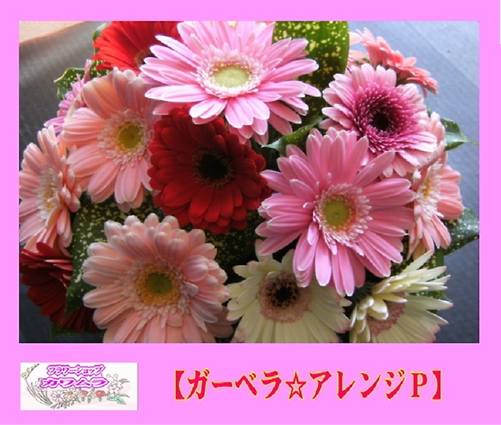 ガーベラ☆アレンジＰ｜お花屋さん「フラワーショップ カワムラ」の母の日のお花