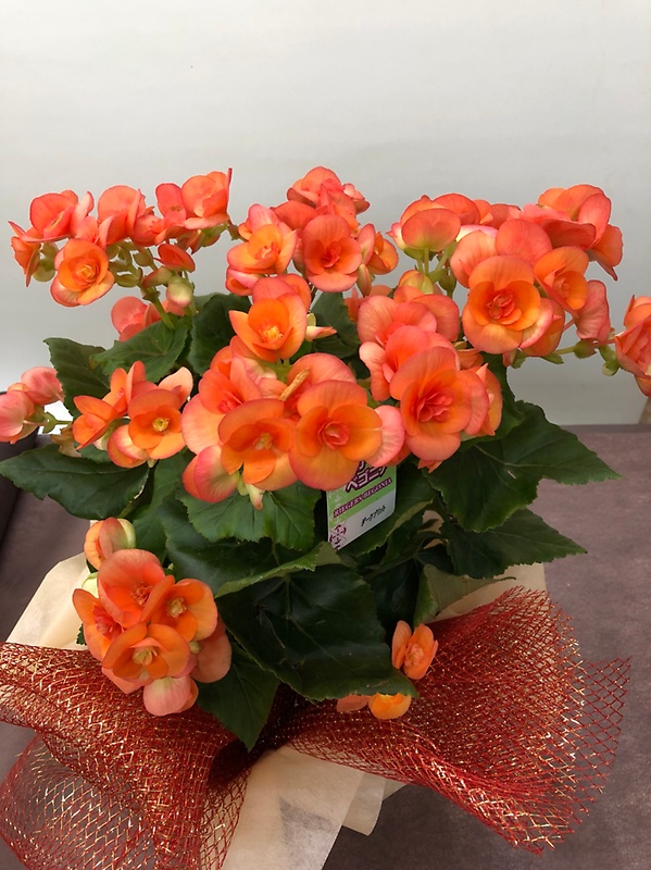 心あたたまる贈り物 オレンジ色のベゴニア 花空間 イーフローラ フラワーギフトや花の宅配 送料無料も多数