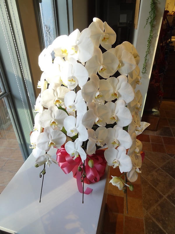 御祝の胡蝶蘭白3本立ち｜お花屋さん「ＬＩＬＡＣ ＡＶＥＮＵＥ’９１」のお花