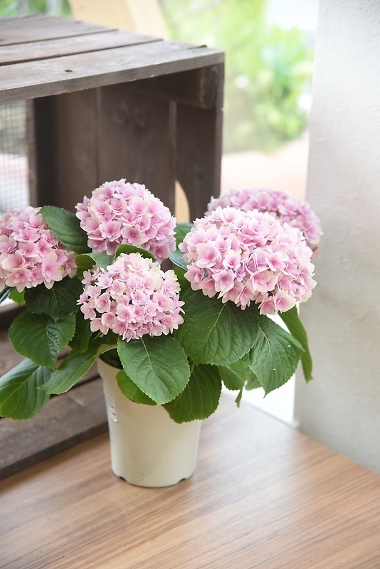 ピンク系アジサイ（品種おまかせ）カゴ付き｜お花屋さん「花工房 ボナーレ」の母の日のお花