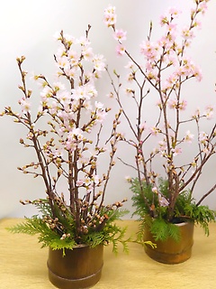 桜のいけばな～竹アレンジメント～