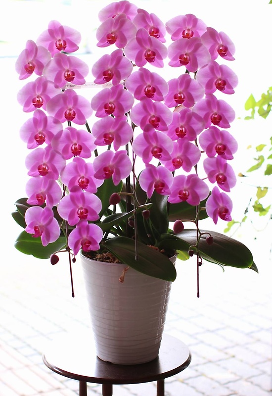 ピンク3本立ち胡蝶蘭 花やす イーフローラ フラワーギフトや花の宅配 送料無料も多数