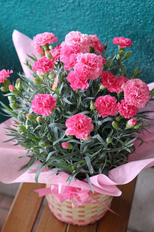 hana2☆かーねしょんピンク｜お花屋さん「フローリスト 花花」の母の日のお花