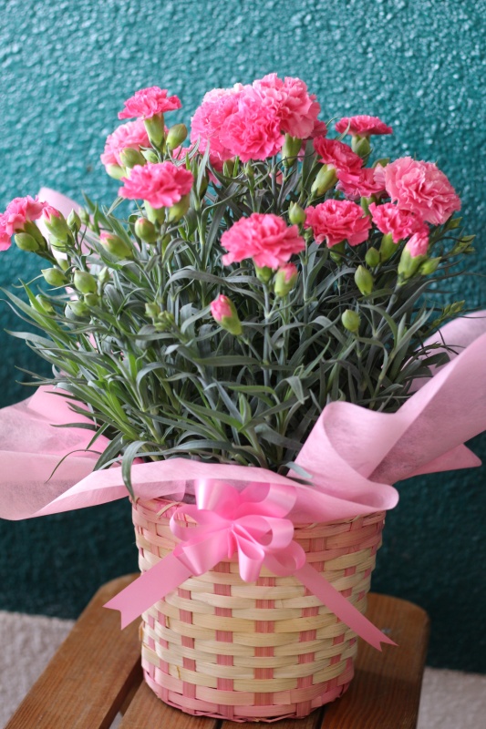 hana2☆かーねしょんピンク｜お花屋さん「フローリスト 花花」の母の日のお花