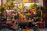 「花の店 さくら」大阪市北区中津のお花屋さん｜花を贈るならお花屋さんネットワーク「イーフローラ」
