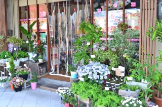 ｓａｋｕｒａ 大阪市港区三先のお花屋さん イーフローラ フラワーギフトや花の宅配 送料無料も多数