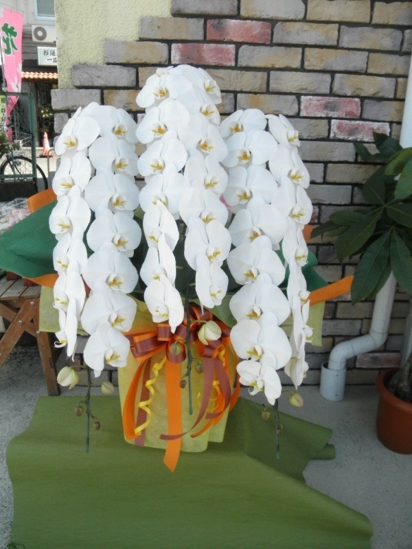 胡蝶蘭（大輪胡蝶蘭）白3本立　約40輪｜お花屋さん「はなくらぶ」のお花