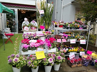 アフローディア 花音 尼崎市開明町のお花屋さん イーフローラ フラワーギフトや花の宅配 送料無料も多数