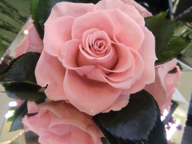 ☆Pink Shine Rose☆｜お花屋さん「Ｊａｒｄｉｎ Ｃｌａｉｒ」のお花