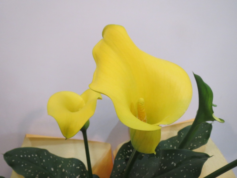 カラーの鉢植【Golden Chalice】｜お花屋さん「（有）フラワーショップ キャンパス」の母の日のお花