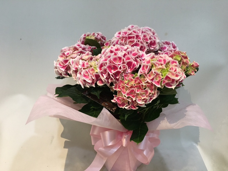 アジサイの鉢植え【ホットチボリ*ピンク】｜お花屋さん「（有）フラワーショップ キャンパス」の母の日のお花