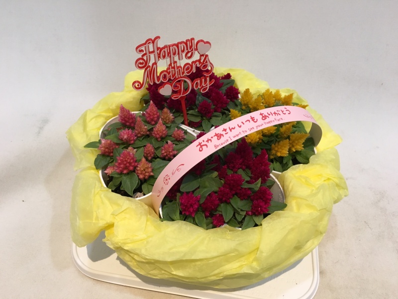 まるでケーキ☆ケイトウの鉢植【SWEETS】｜お花屋さん「（有）フラワーショップ キャンパス」の母の日のお花