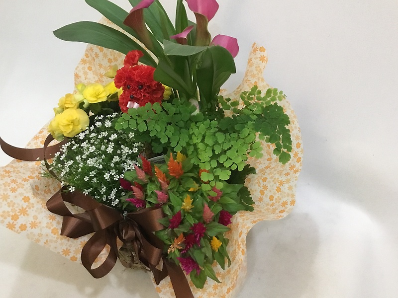 花鉢セット｜お花屋さん「（有）フラワーショップ キャンパス」の母の日のお花