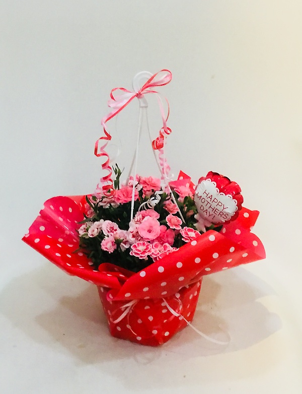 ピンクのミニカーネーションの鉢植え｜お花屋さん「（有）フラワーショップ キャンパス」の母の日のお花