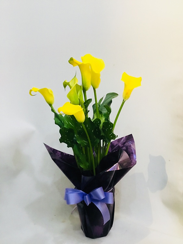 母の日に贈る黄色い「カラー」｜お花屋さん「（有）フラワーショップ キャンパス」の母の日のお花