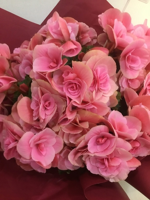 エラチオールベコニア ピンク｜お花屋さん「（有）フラワーショップ キャンパス」の母の日のお花