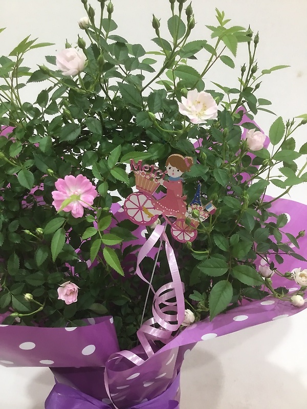 つるバラアーチ（淡ピンク）｜お花屋さん「（有）フラワーショップ キャンパス」の母の日のお花