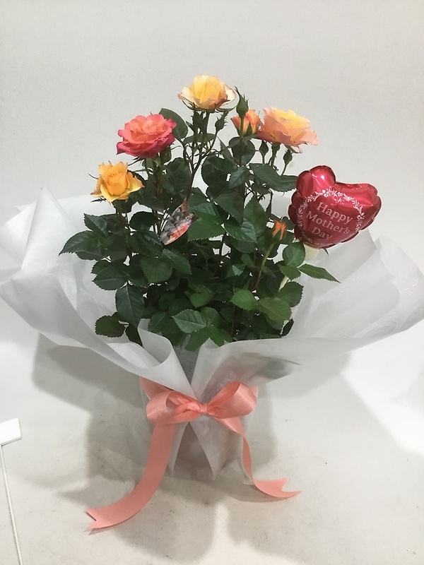 バラ鉢（オレンジ系）｜お花屋さん「（有）フラワーショップ キャンパス」の母の日のお花