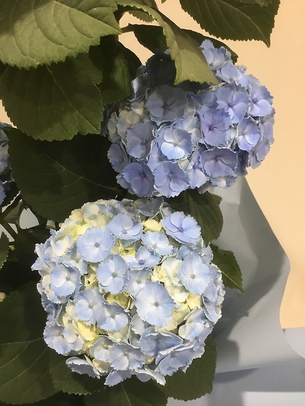 アジサイロング（ブルー）｜お花屋さん「（有）フラワーショップ キャンパス」の母の日のお花