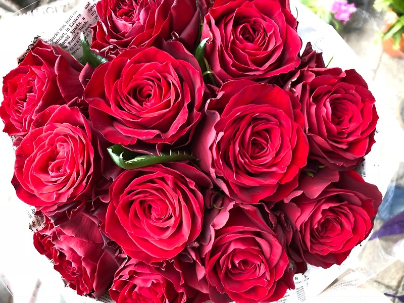 Red Rose Bouquetbԉu v̂