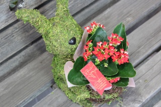 Plant Moss Rabbit　Red　