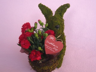 Plant Moss Rabbit@Red@