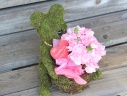 Plant Moss a  Pink@J[l