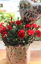 今年も1番人気！＊小花柄の赤いカーネーション鉢＊