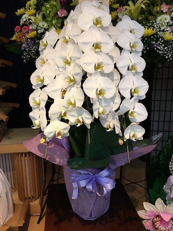御仏前に胡蝶蘭の鉢物｜お花屋さん「タカオフラワーブティック」のお花