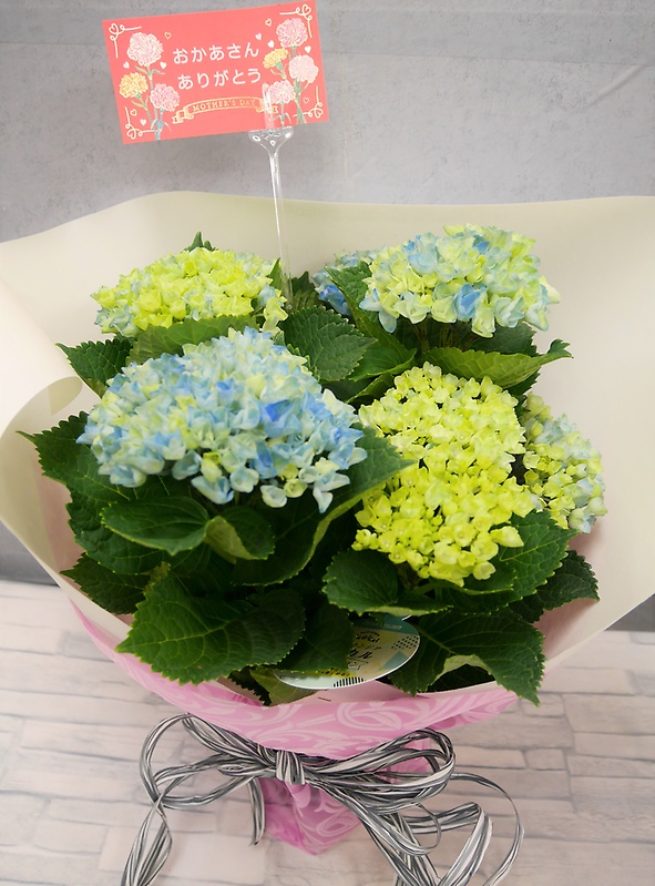 【アジサイ】マジカルレボリューション（ブルー）｜お花屋さん「双葉園」の母の日のお花