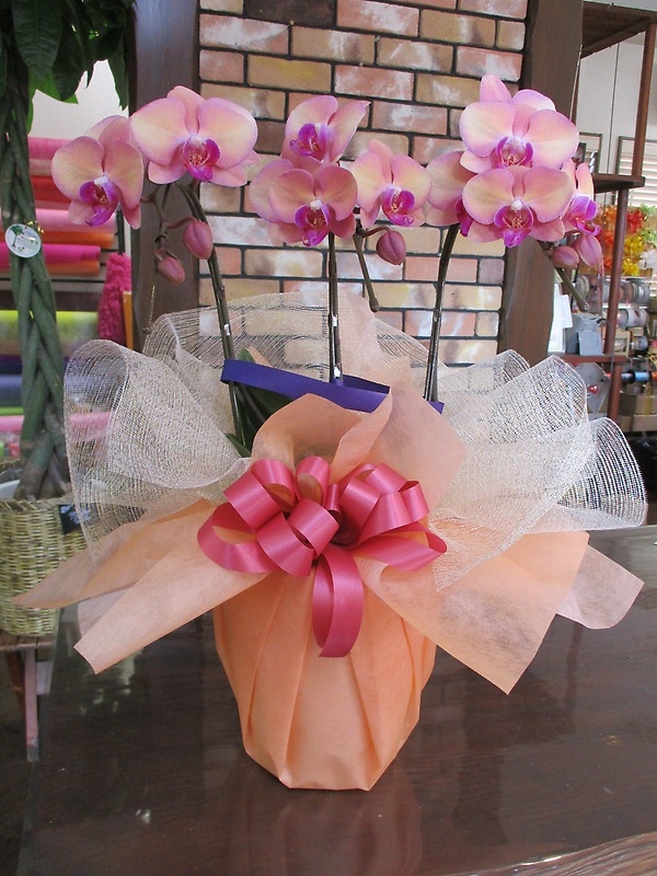胡蝶蘭（ウェディングドレス）｜お花屋さん「Ｓｅｉｋａ－えん」のお花