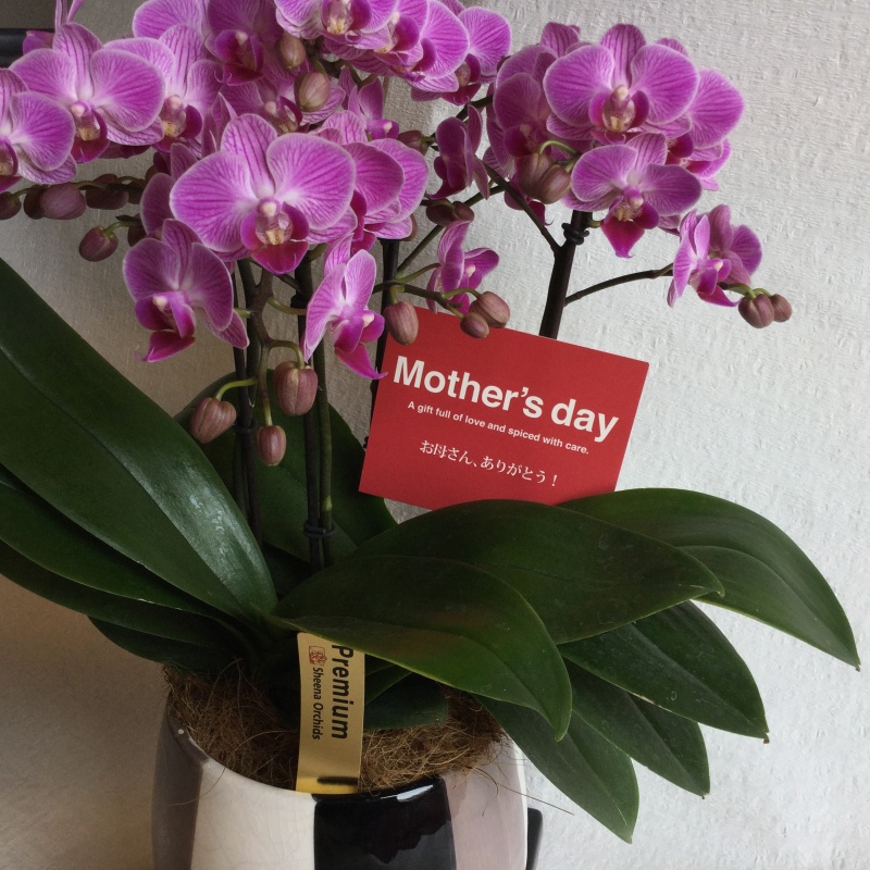 Mother's day@~fBӒbԉut[p[N Xv̓̂̕