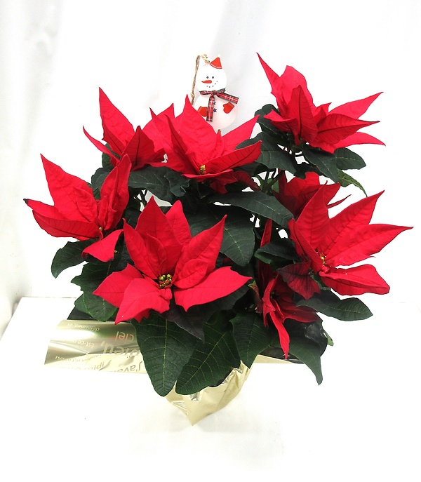 ポインセチア鉢とクリスマスツリーのセット/P50｜お花屋さん「風花福岡本店」のお花