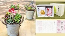 多肉植物のブリキ缶☆【八女新茶と焼菓子セット】