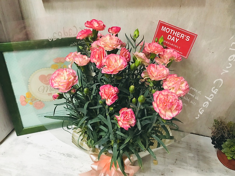 カーネーション鉢「グラデーション」｜お花屋さん「アグリピア」の母の日のお花