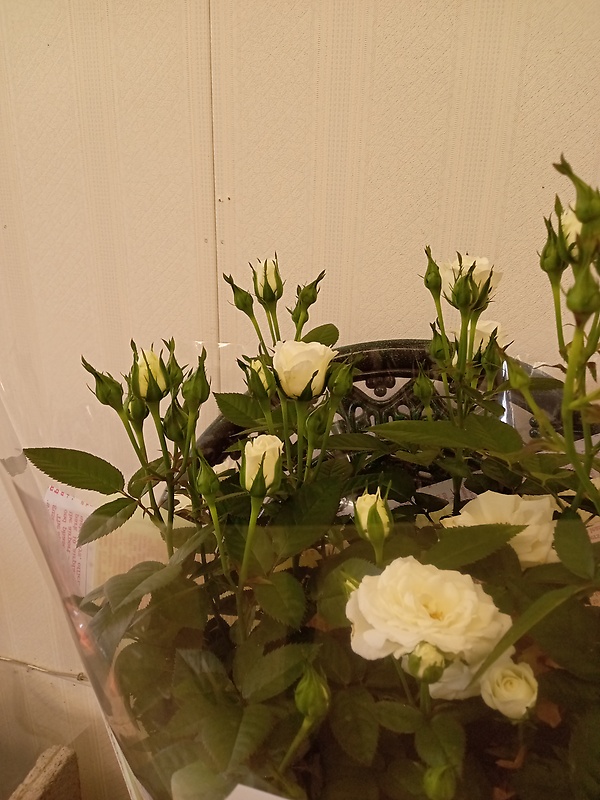 バラ（ホワイト系）｜お花屋さん「フラワーショップ 福田」の母の日のお花