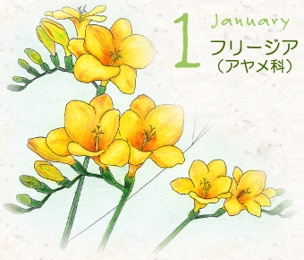 今月のこの花 2009年1月｜イーフローラ - 全国のお花屋さんネットワーク